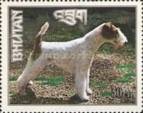 Fox Terrier (Canis lupus familiaris)