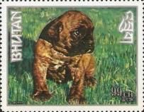 German Boxer (Canis lupus familiaris)
