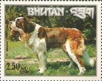 Saint Bernard Dog (Canis lupus familiaris)
