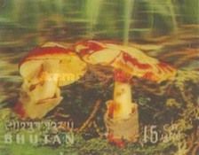 Mushrooms (Amanita caesarea)