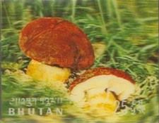 Cep (Boletus edulis)