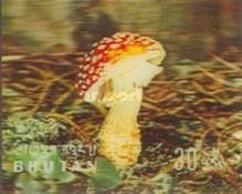 Mushrooms (Amanita muscaria)
