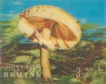 Mushrooms (Macrolepiota procera)