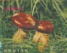 Mushrooms (Suillus grevilleii)