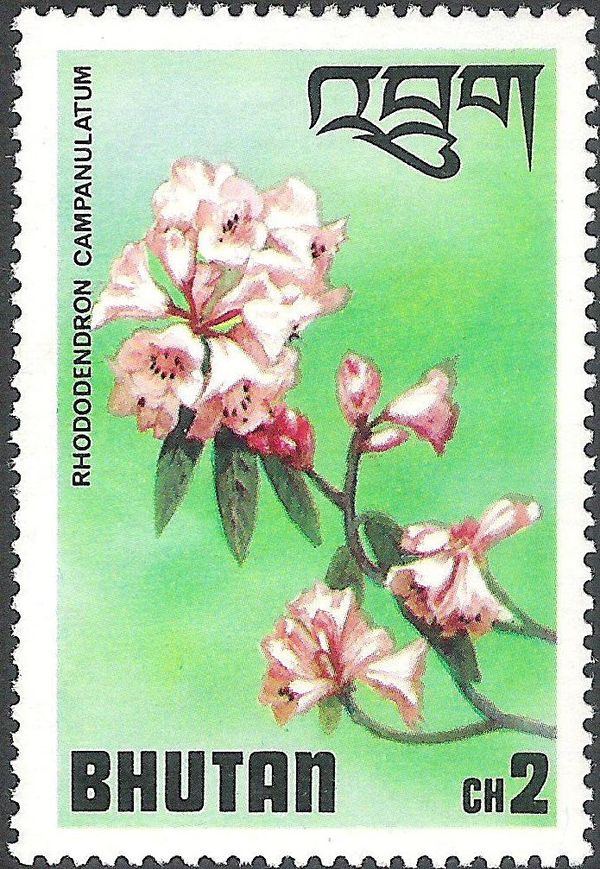 Rhododendron campanulatum