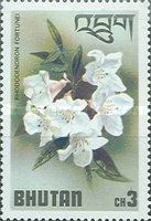 Rhododendron fortunei