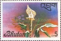 Cobra Lily (Arisaema speciosum)