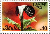 Arisaema fargesii