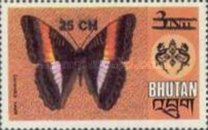 Bicolor Commodore (Parasarpa zayla)