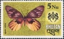 Redbreast Jezebel (Delias acalis)