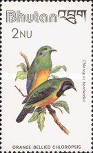 Orange-bellied Leafbird (Chloropsis hardwickii) 