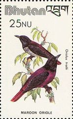 Maroon Oriole (Oriolus traillii)