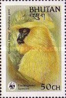 Golden Langur (Presbytis geei)