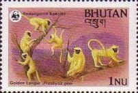 Golden Langur (Presbytis geei)