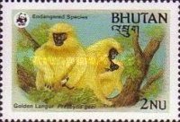 Golden Langur (Presbytis geei)