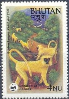 Golden Langur (Presbytis geei)
