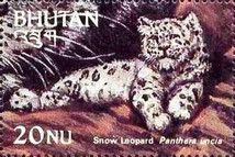 Snow Leopard (Panthera uncia)