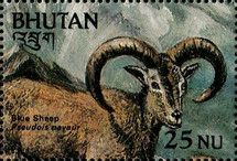 Himalayan Blue Sheep (Pseudois nayaur)