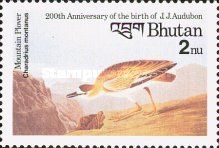 Mountain Plover (Charadrius montanus)