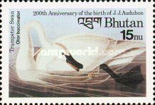 Trumpeter Swan (Olor buccinator)