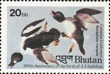 Common Goldeneye (Bucephala clangula)
