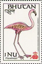 American Flamingo (Phoenicopterus ruber)