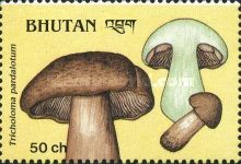Tricholoma pardalotum