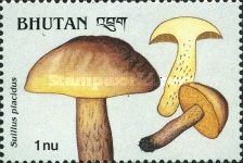Suillus placidus