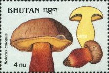 Boletus calopus