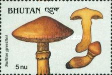 Suillus grevillei