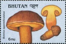 Boletus appendiculatus