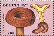 Lactaruys torminosus