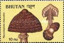 Macrolepiota rhacodes