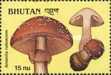 Amanita rubescens
