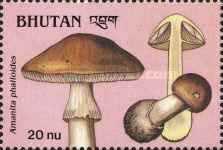 Amanita phalloides