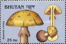 Amanita citrina