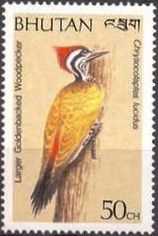 Larger Goldenbacked Woodpecker (Chrysocolaptes lucidus)