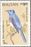Black-naped Monarch (Hypothymis azurea)