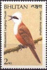 White-crested Laughingthrush (Garrulax leucolophus)