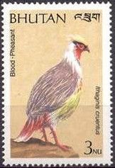 Blood Pheasant (Ithaginis cruentus)