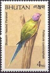 Plum-headed Parakeet (Psittacula cyanocephala)
