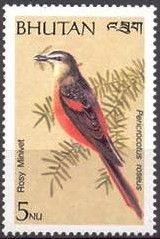 Rosy Minivet (Pericrocotus roseus)