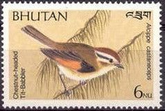 Rufous-winged Fulvetta (Alcippe castaneceps)