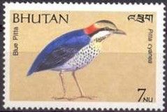 Blue Pitta (Pitta cyanea)