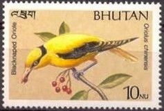 Black-naped Oriole (Oriolus chinensis)