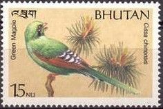 Common Green-Magpie (Cissa chinensis)