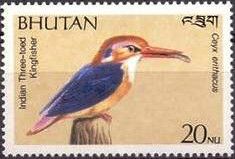 Indian Three-toed Kingfisher (Ceyx erithacus)