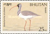 Ibisbill (Ibidorhyncha struthersii)