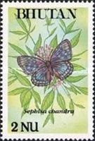 Eastern Courtier (Sephisa chandra)