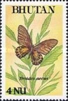 Golden Birdwing (Troides aeacus)